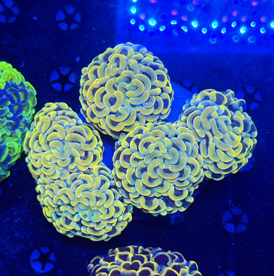 Malay fat head hammer colony