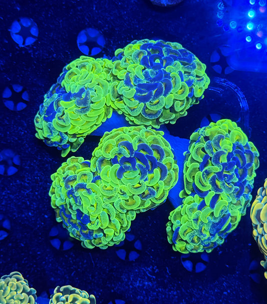 Malay fat head hammer colony