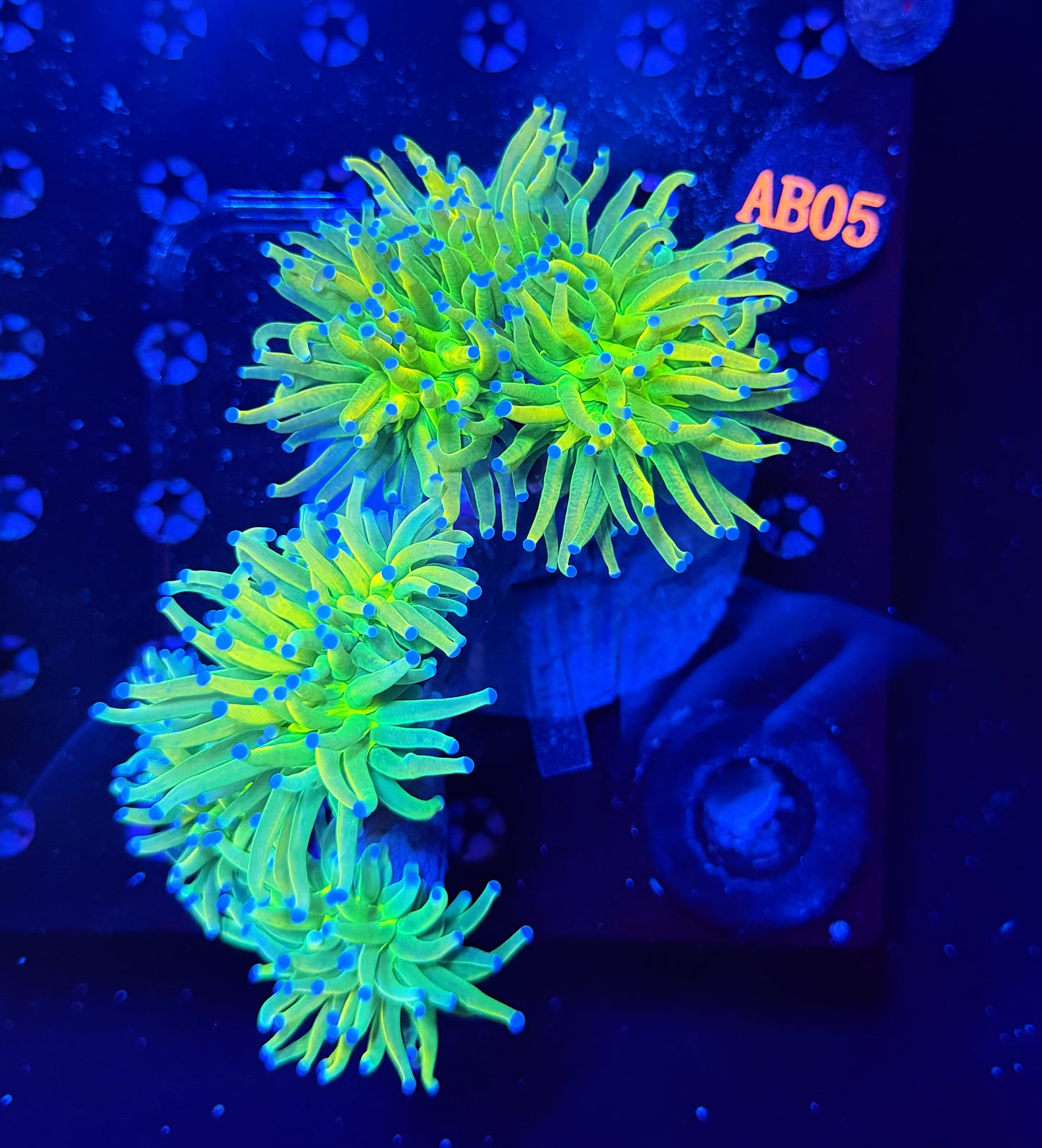 Og hg colony 5 heads