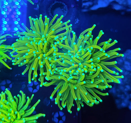 Og master type X2