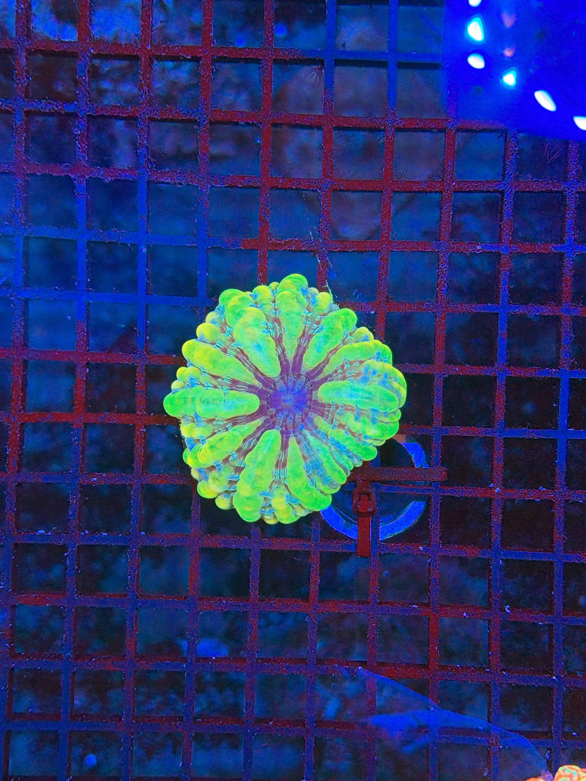 Sp Cynarina