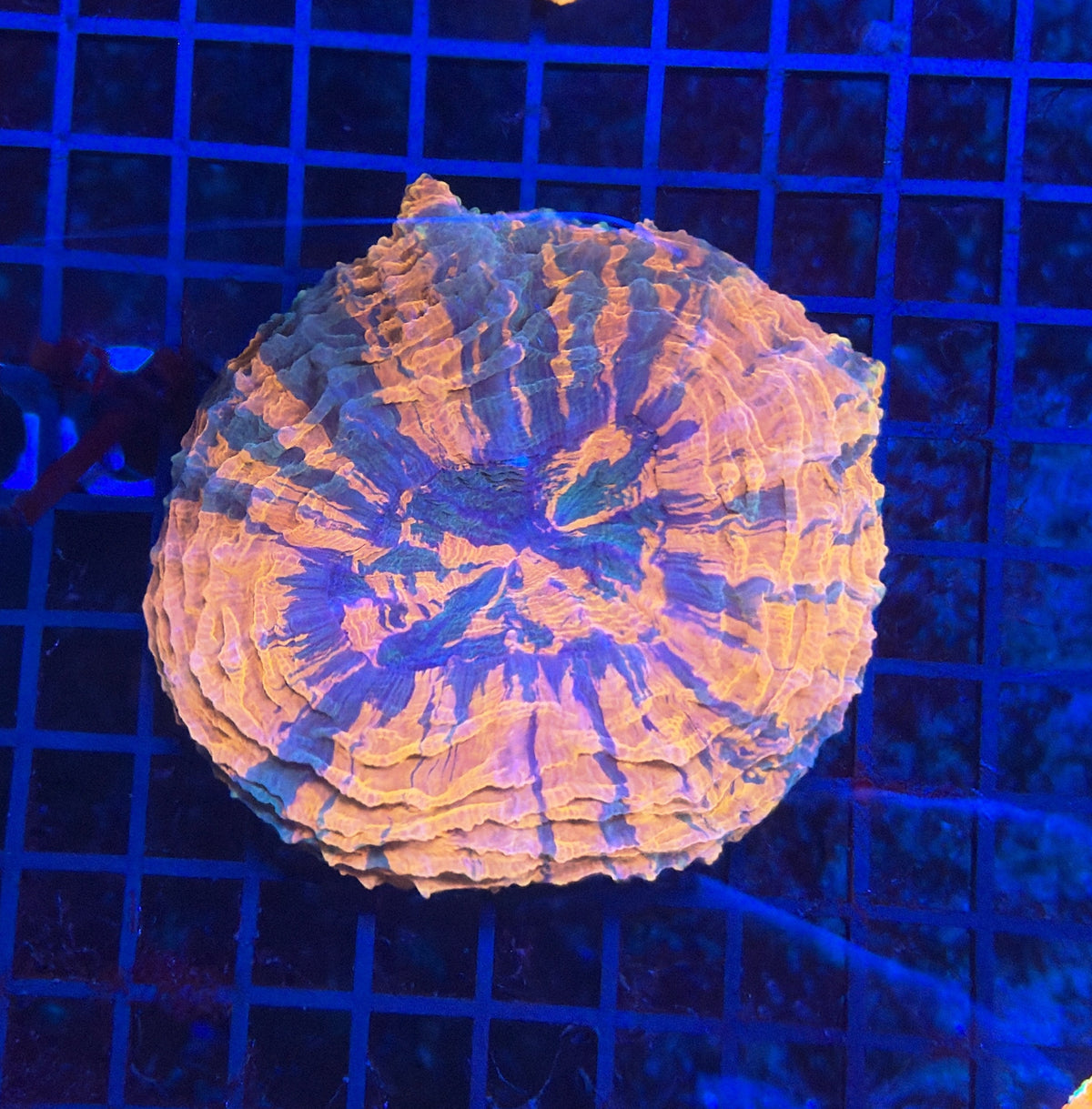 Rainbow Acantho