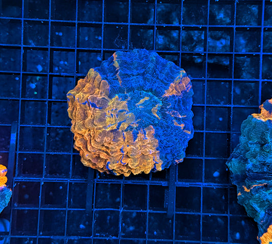 Ultra Acantho