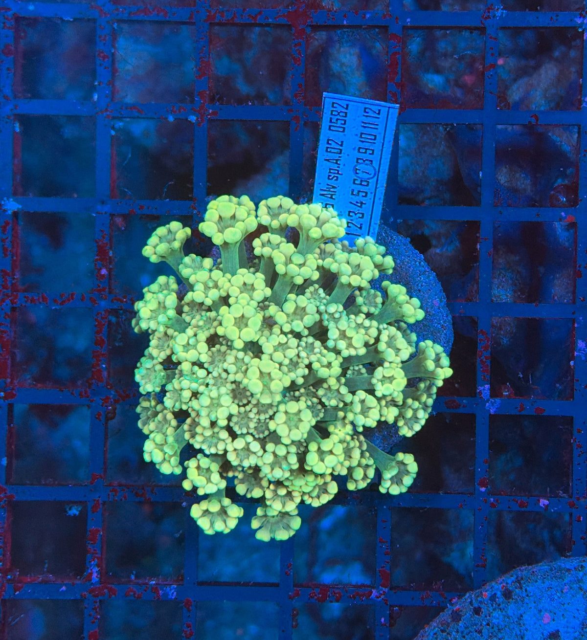 SP alveopora