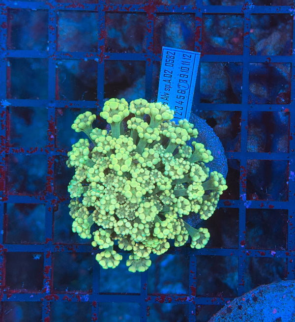 SP alveopora