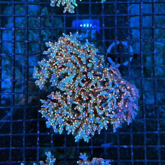 Malay Acro