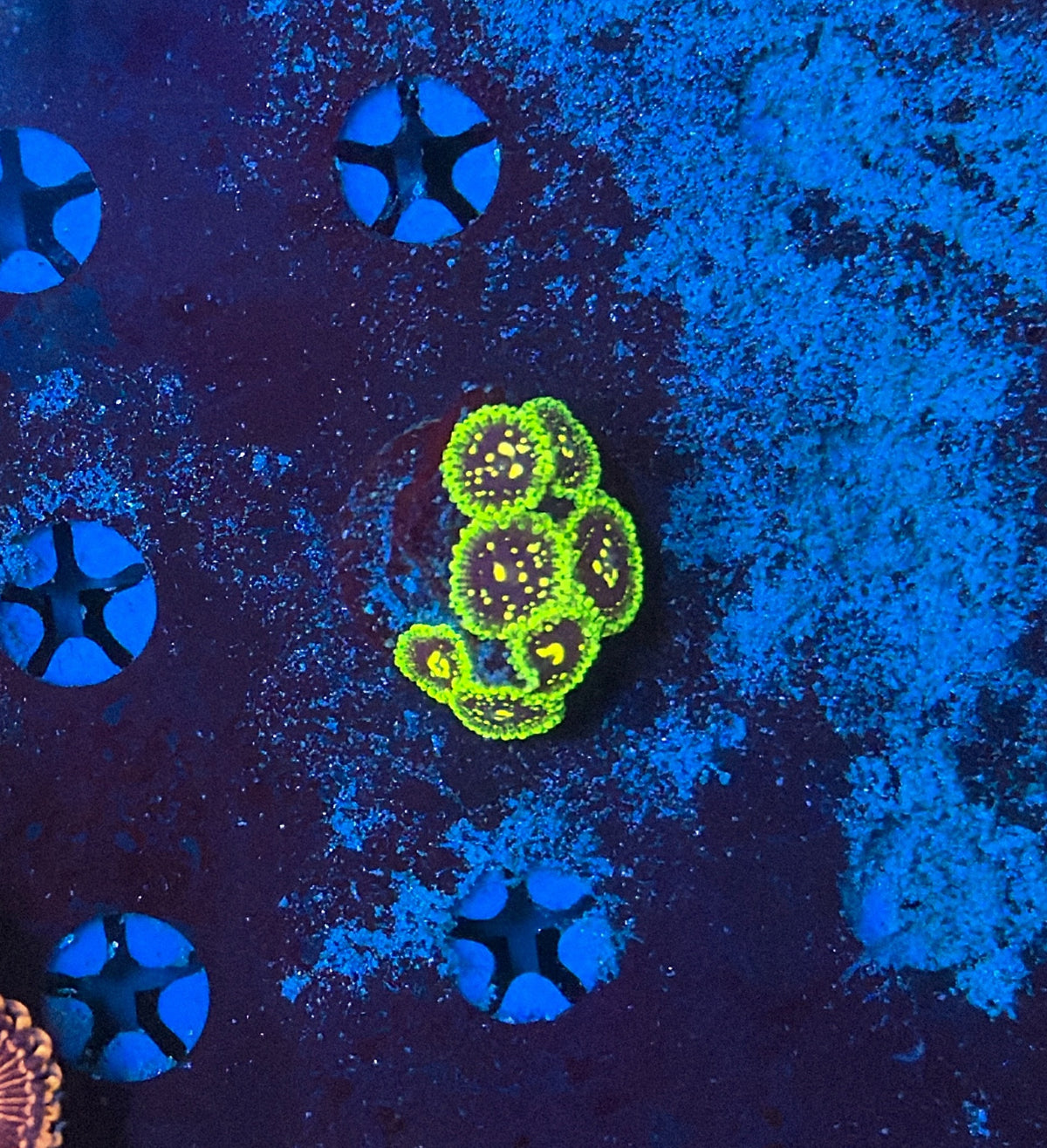 Zoa Frag