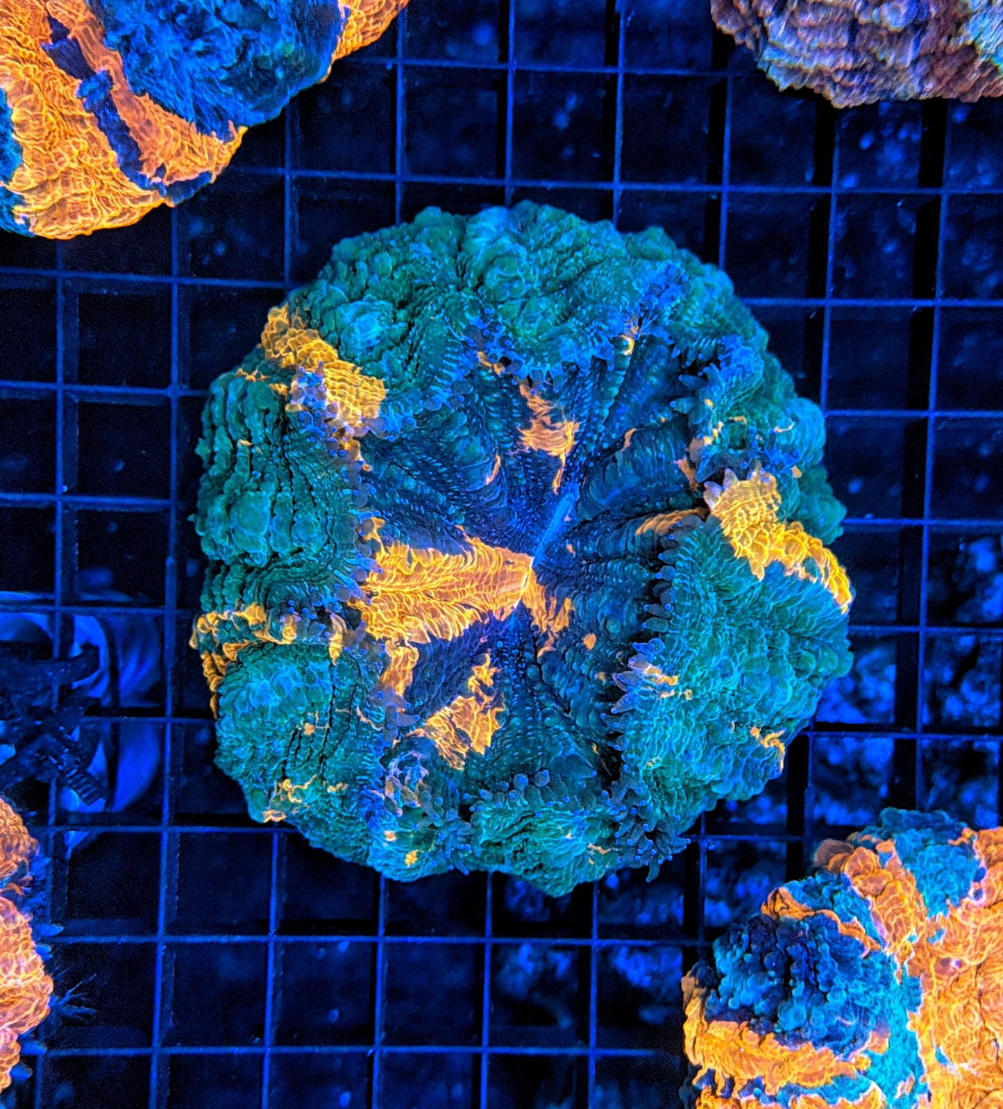 Rainbow Acantho