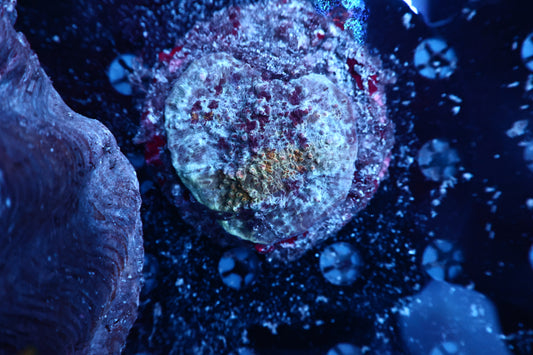 Oxypora colony