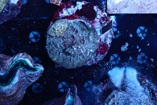 Oxypora colony