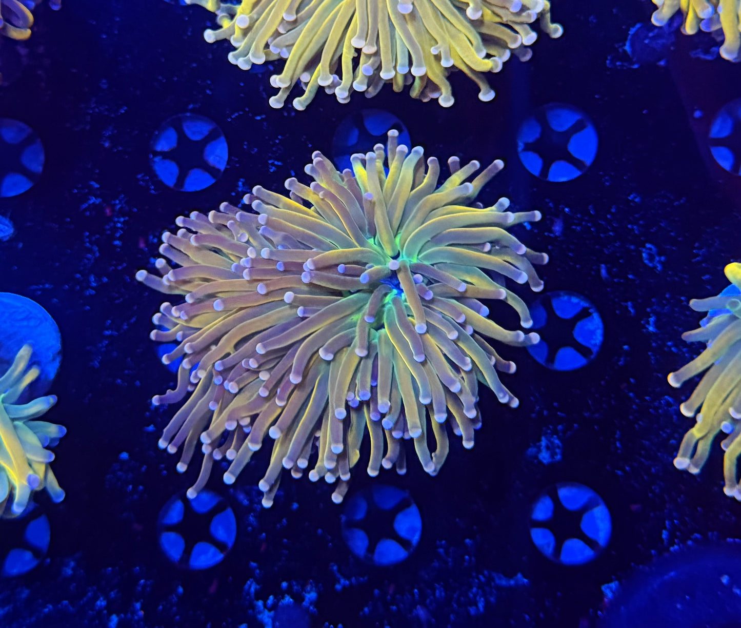 Rainbow Malay hg
