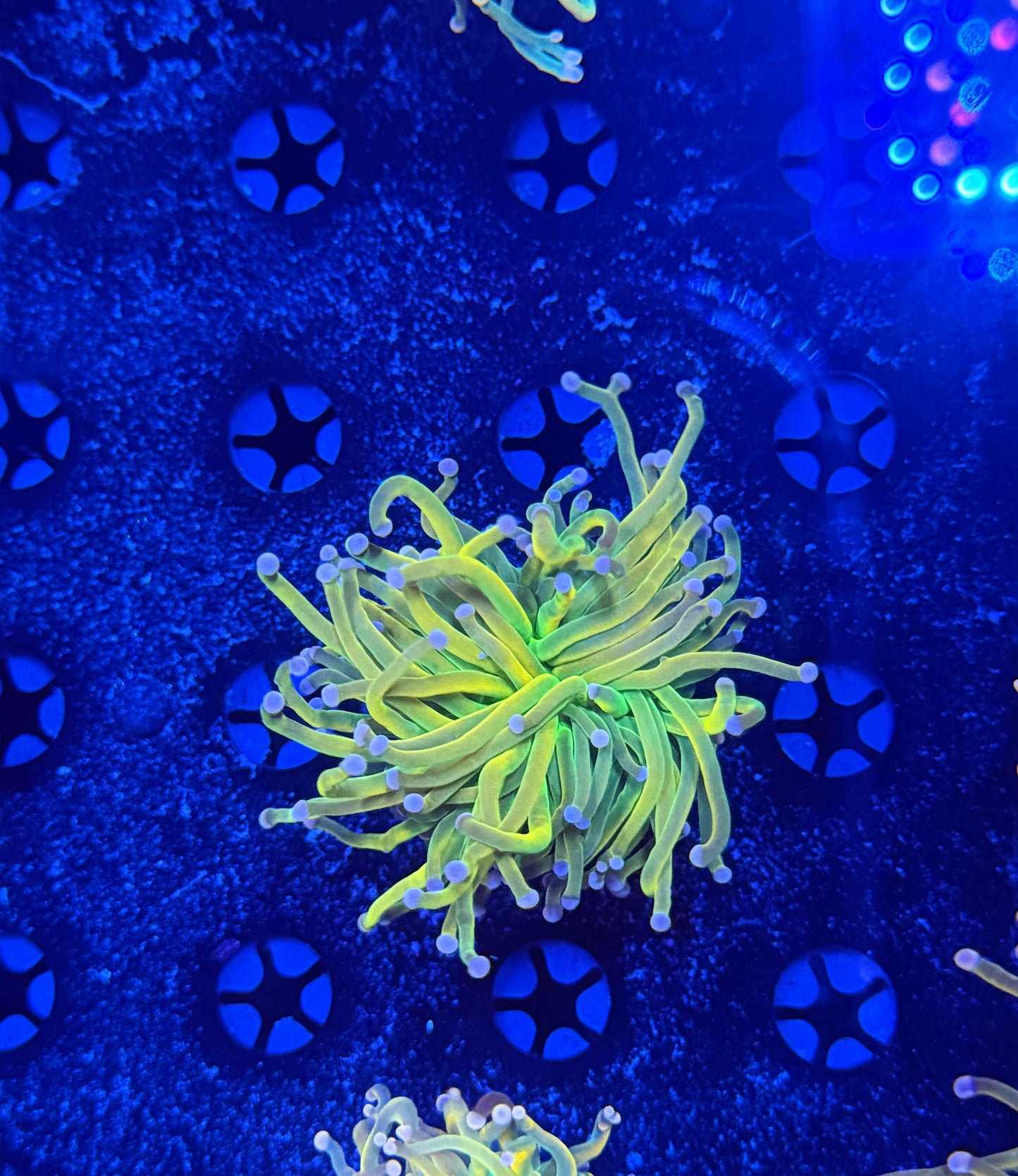 Bright Pink Tip Malay HG