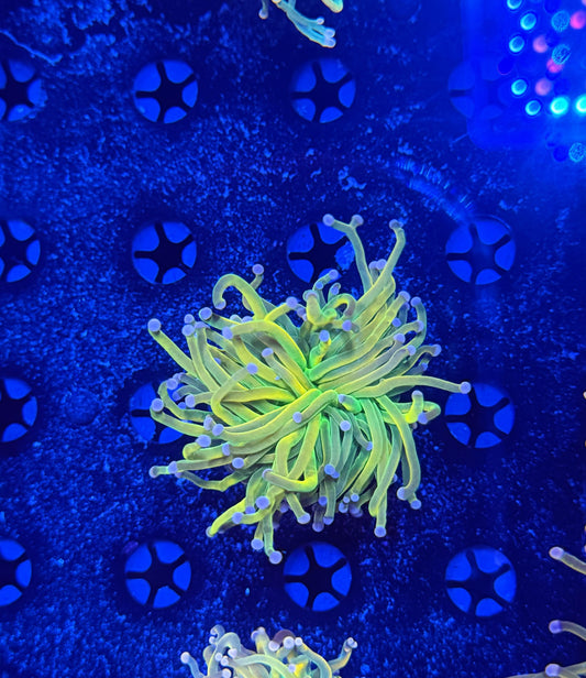 Bright Pink Tip Malay HG