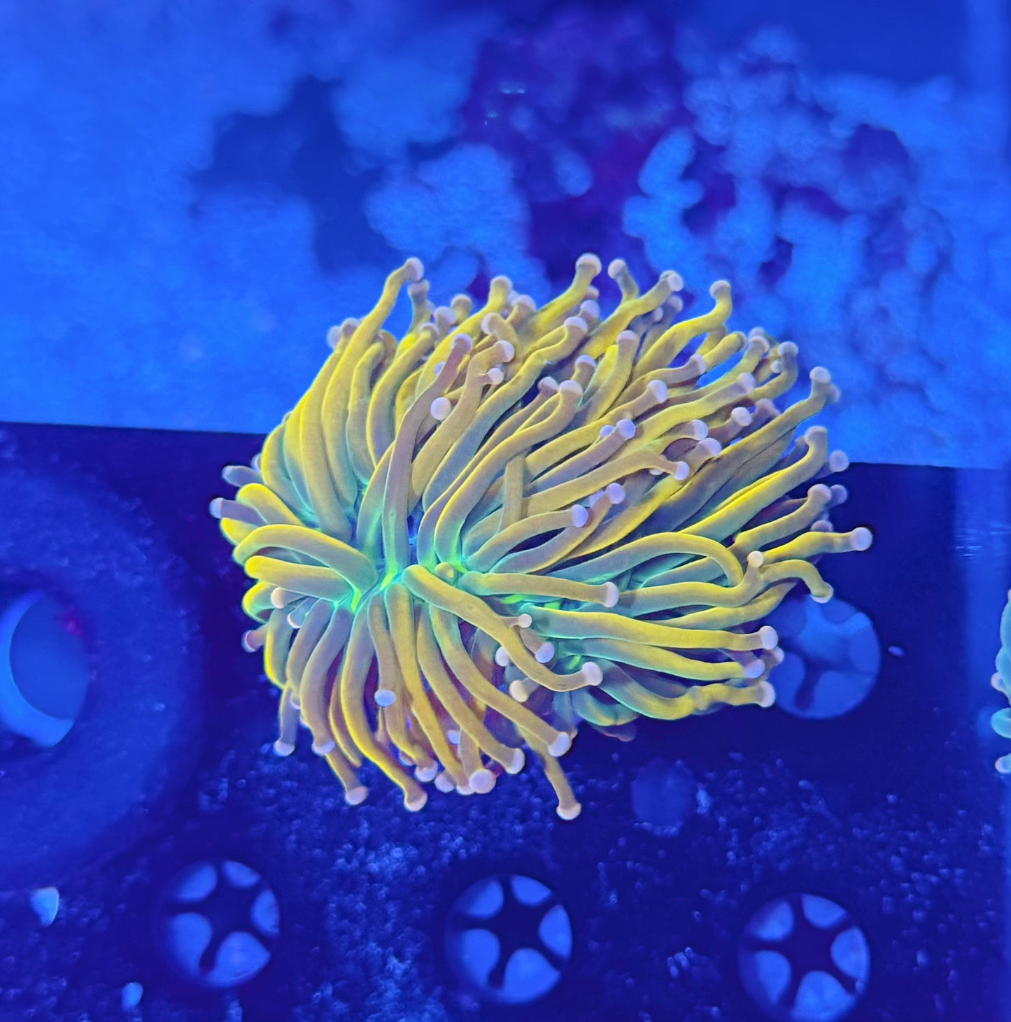 Rainbow Malay hg L