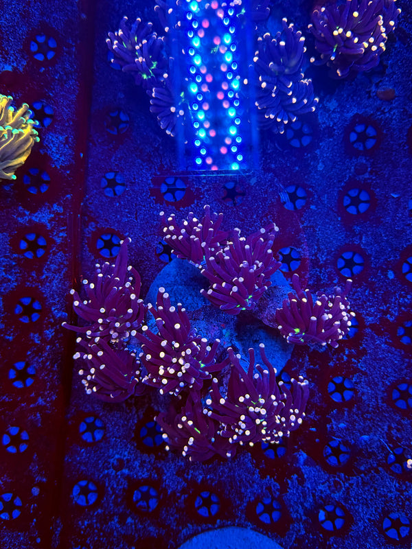 Joker torch colony 6-8 heads