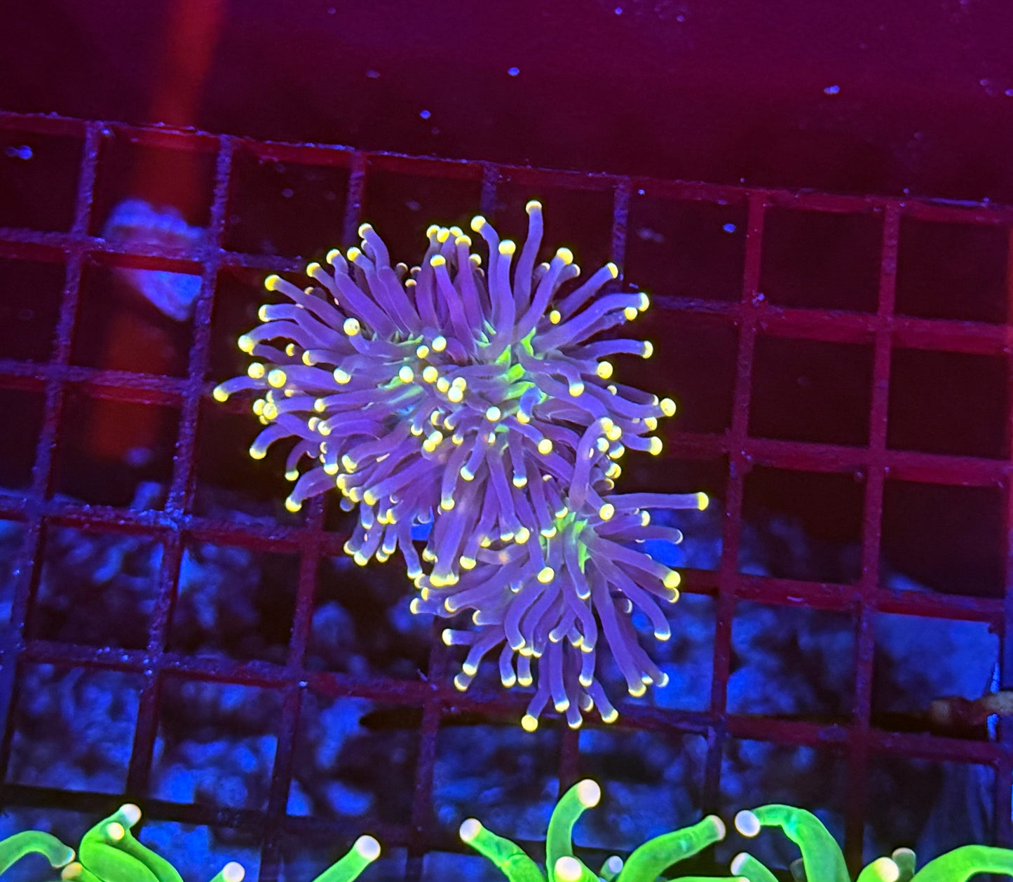 Indo neon tip L