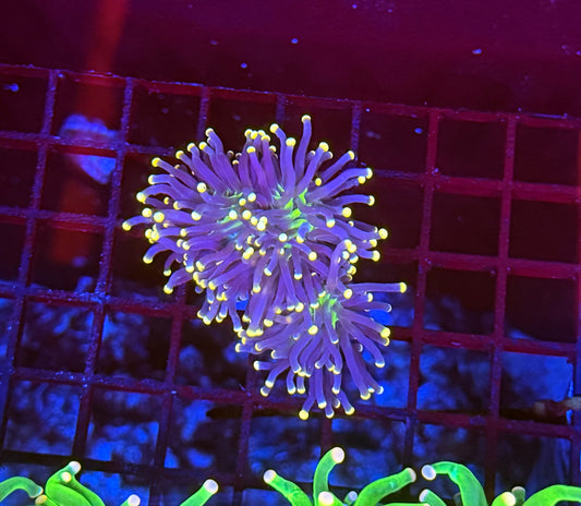 Indo neon tip L