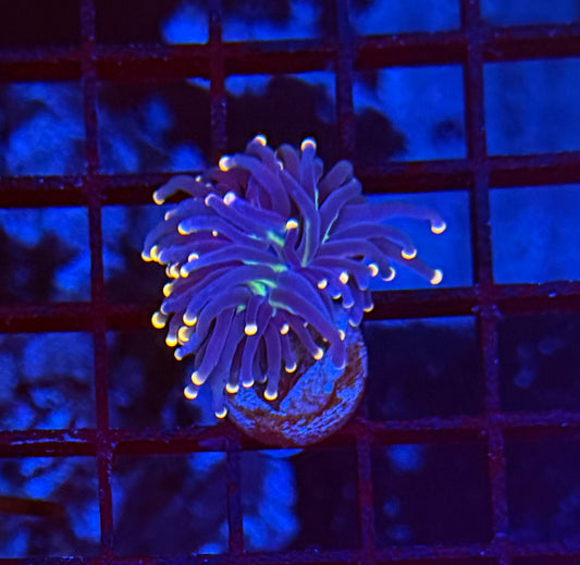 Indo neon tip