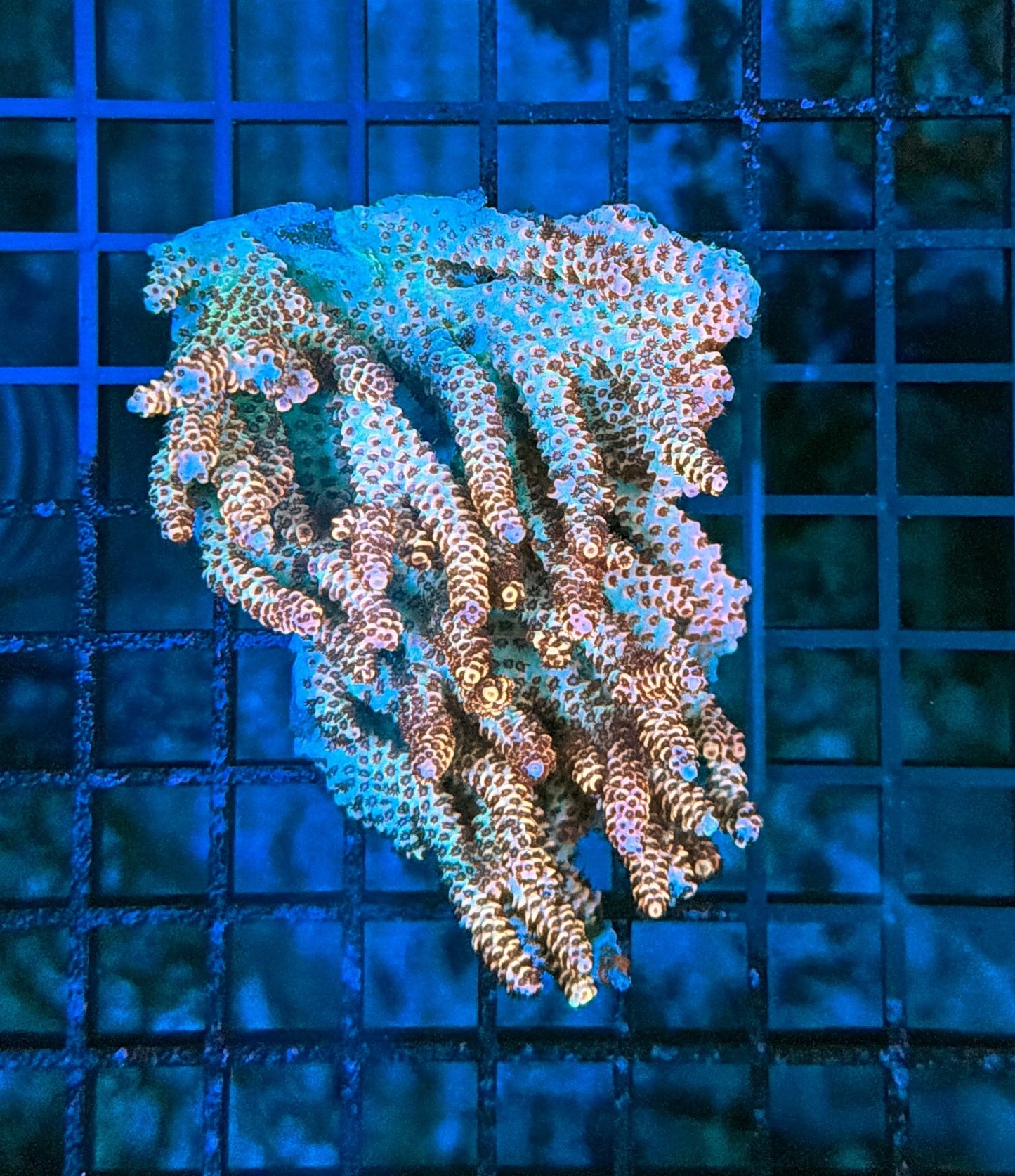 Malay selago