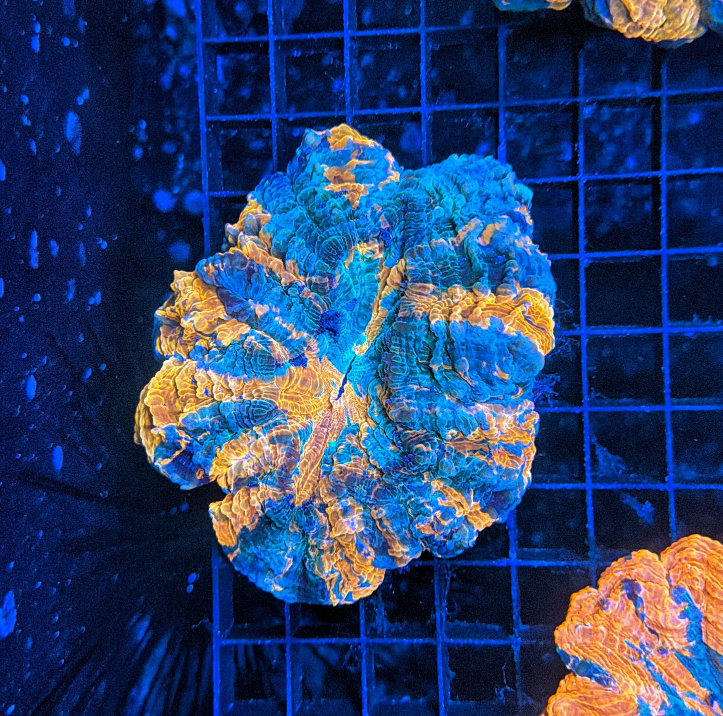 Rainbow Acantho