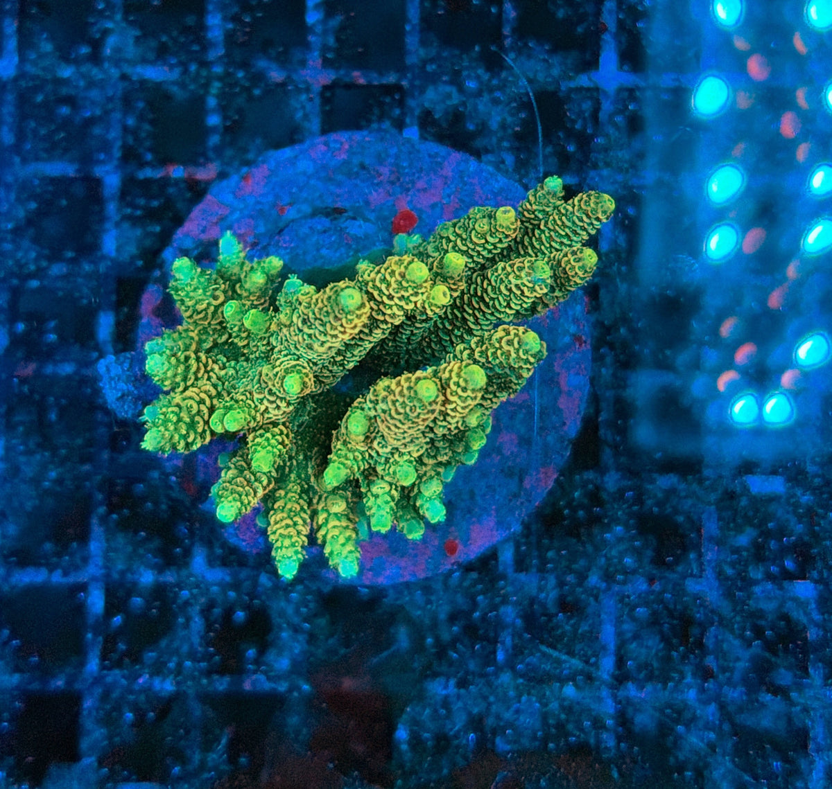 indo premium acro
