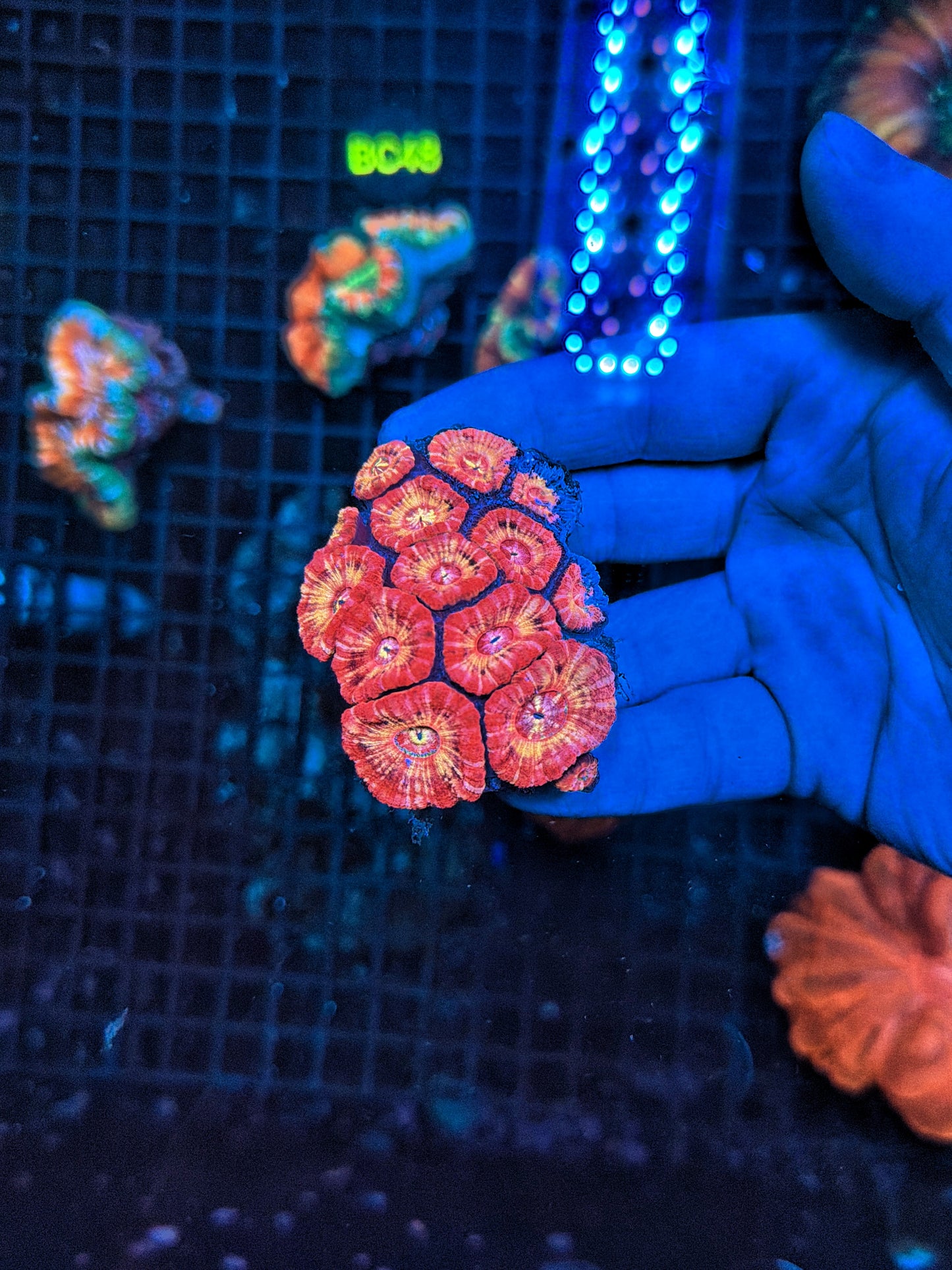 Asian Acan