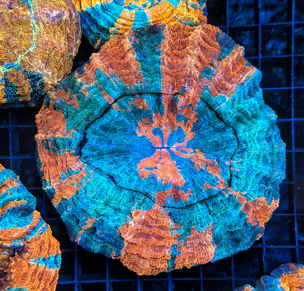Rainbow Acantho