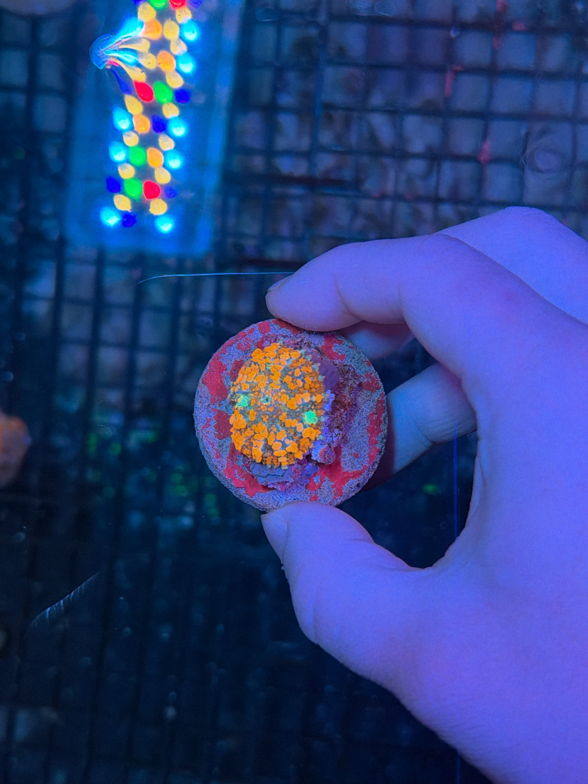 SP mushroom