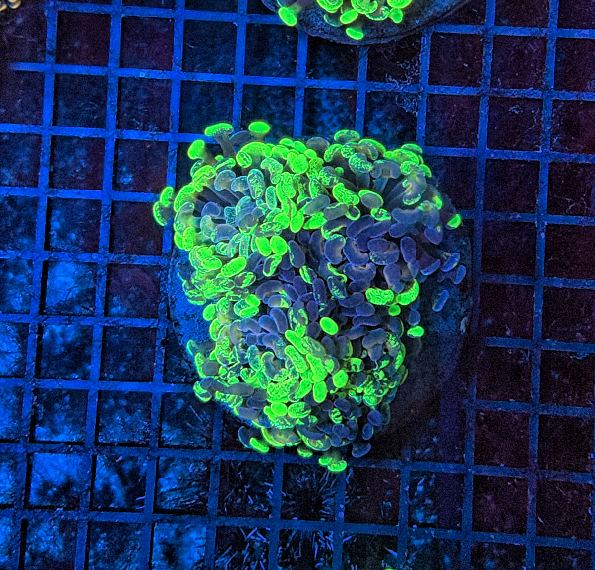 Toxic splatter hammer S