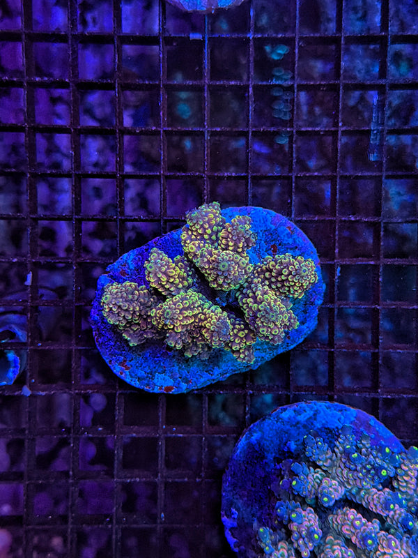 Indo Premium Acro