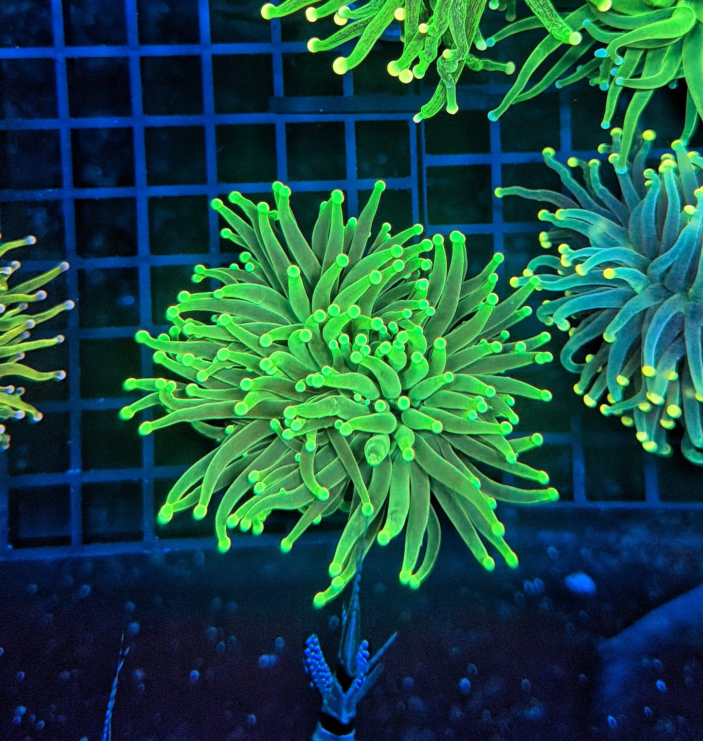 Malay SP Green Torch L