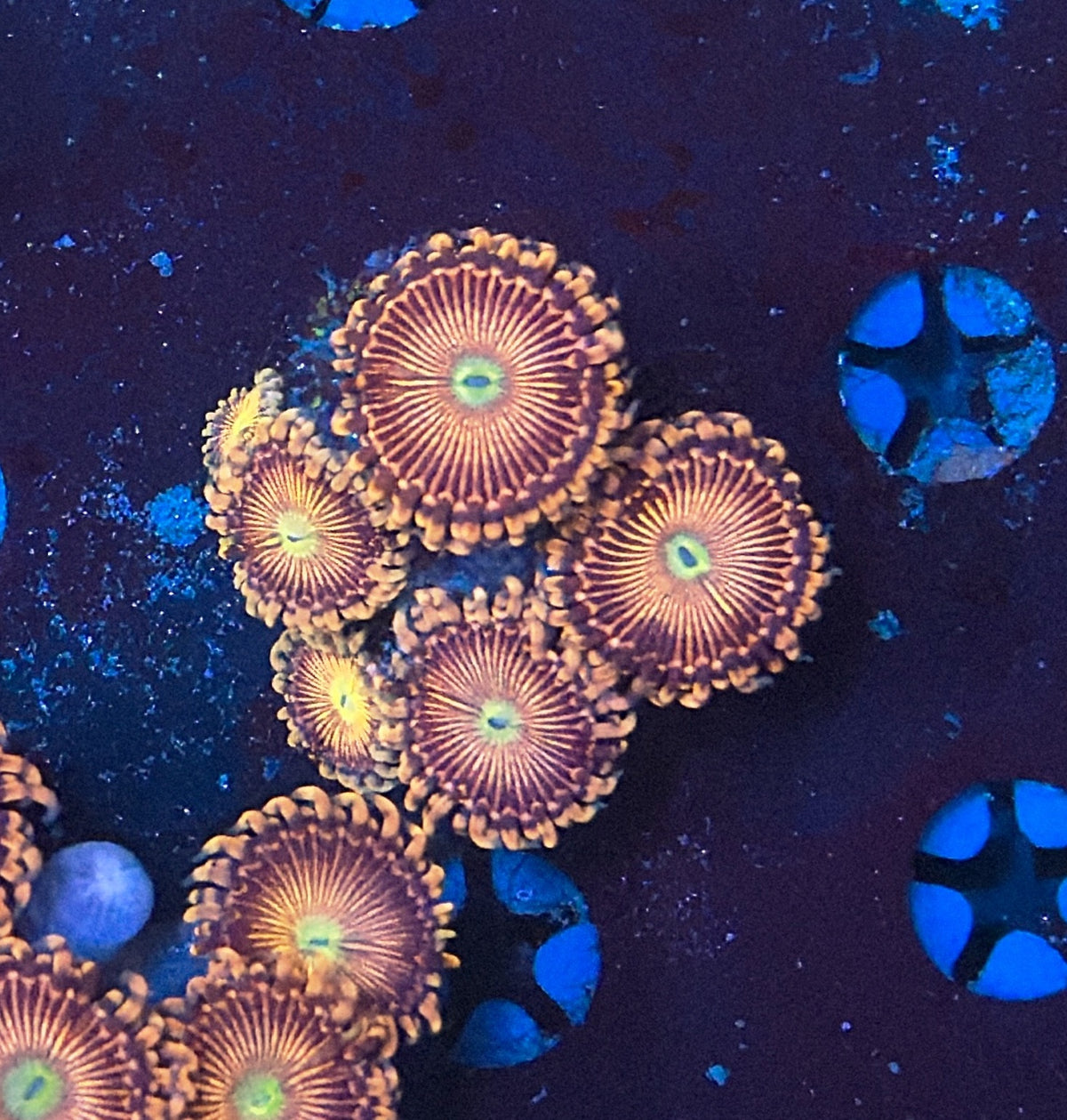 Zoa Frag