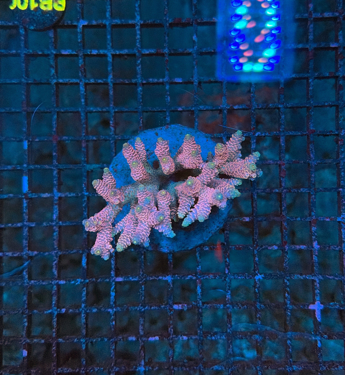Indo Premium Acro