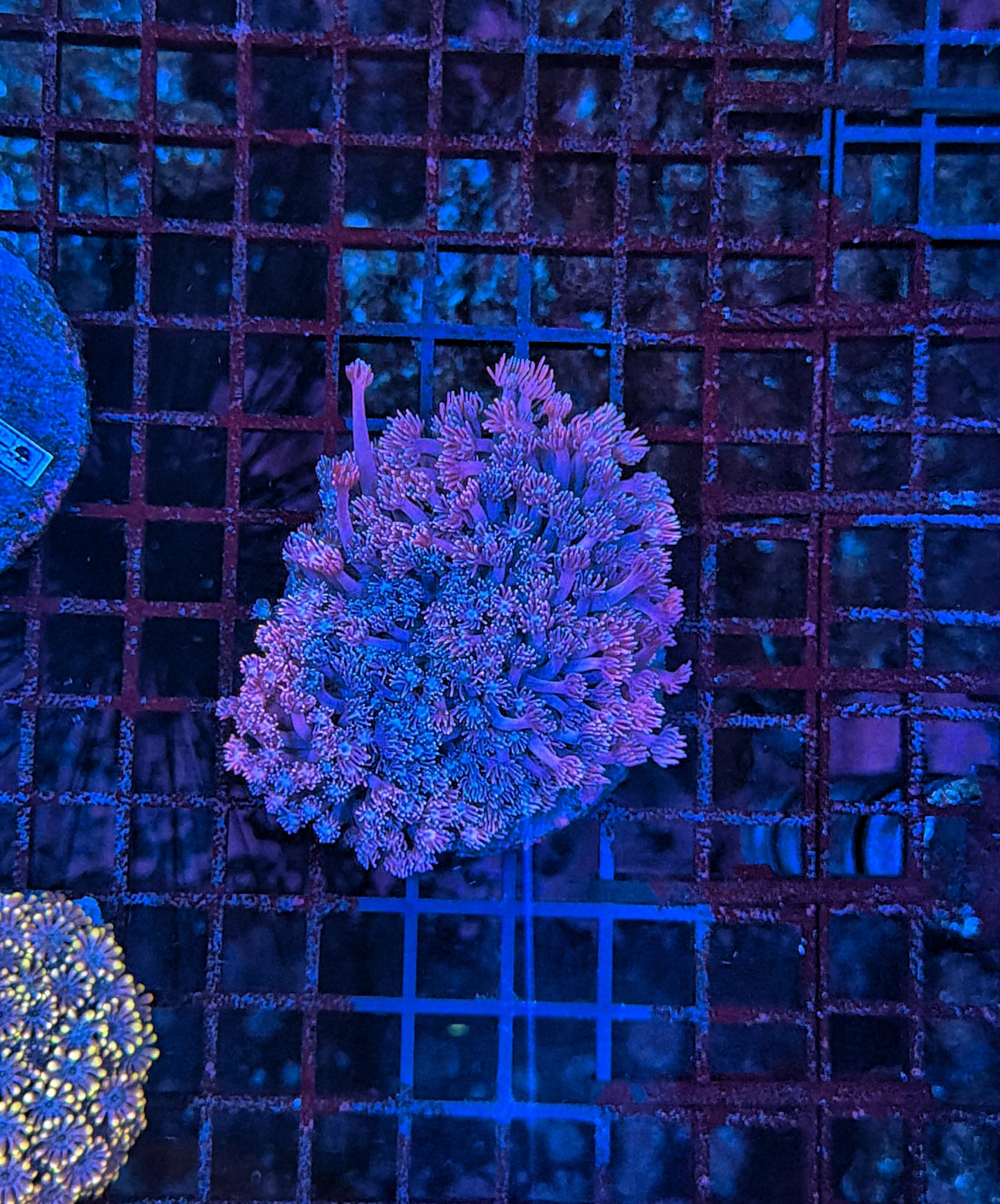 Sp Goniopora
