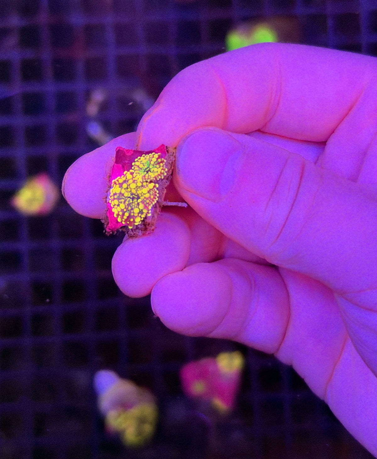 Yellow Yuma clearance