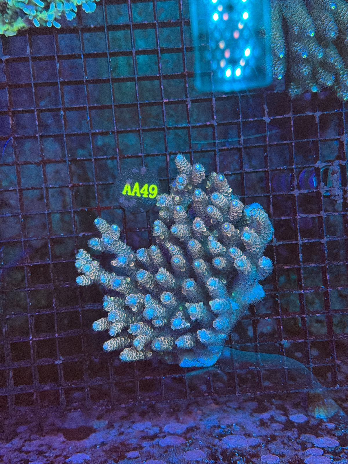 Malay Tenius