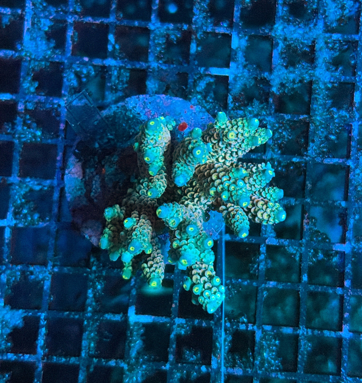 indo premium acro