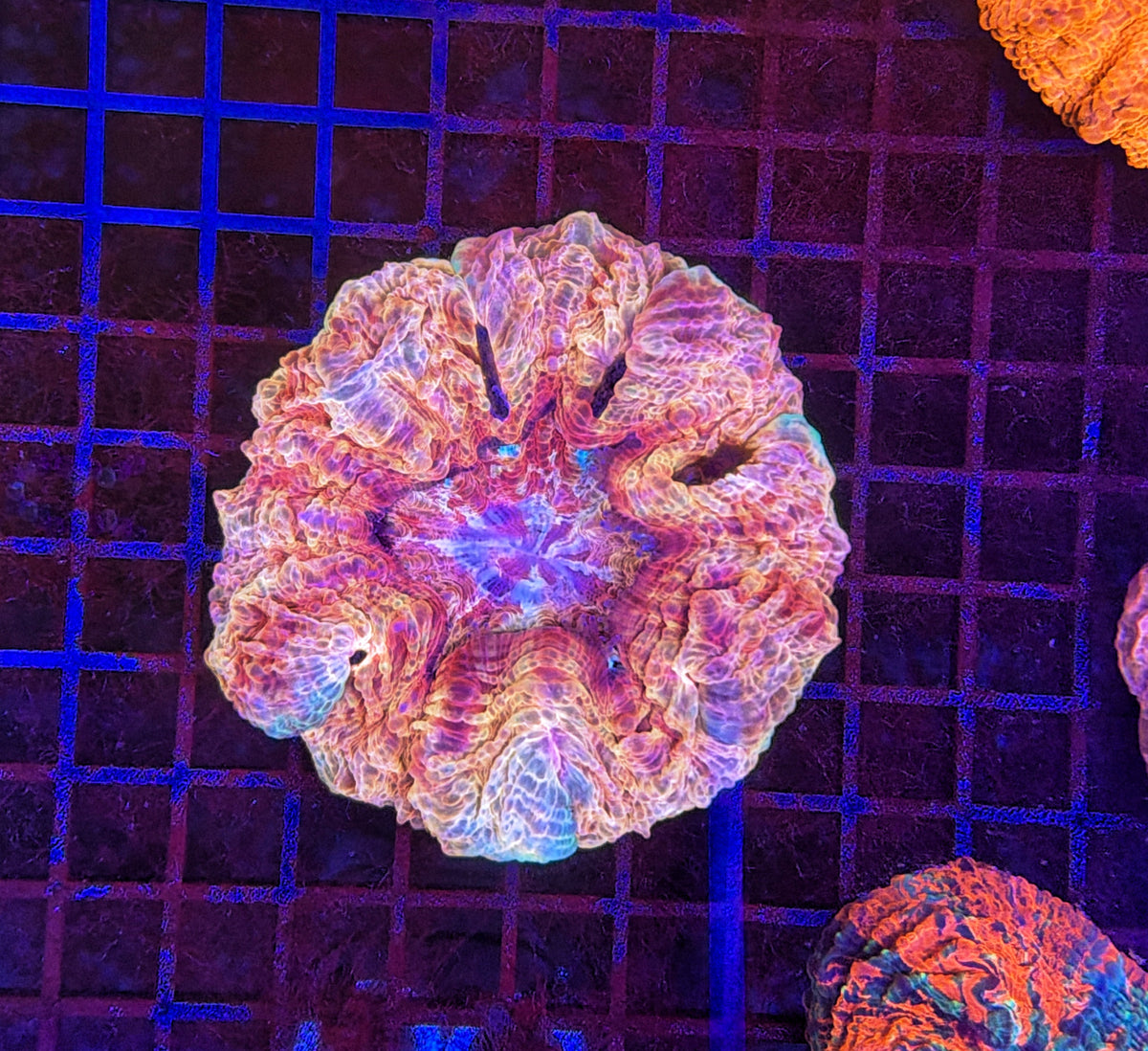 Ultra rainbow acantho (minor damage)