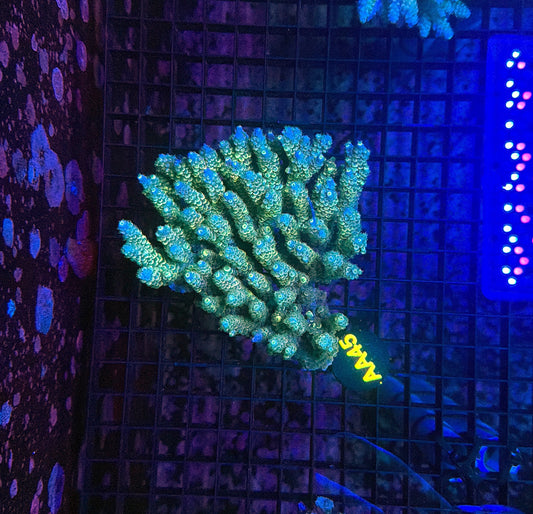 Malay Acro