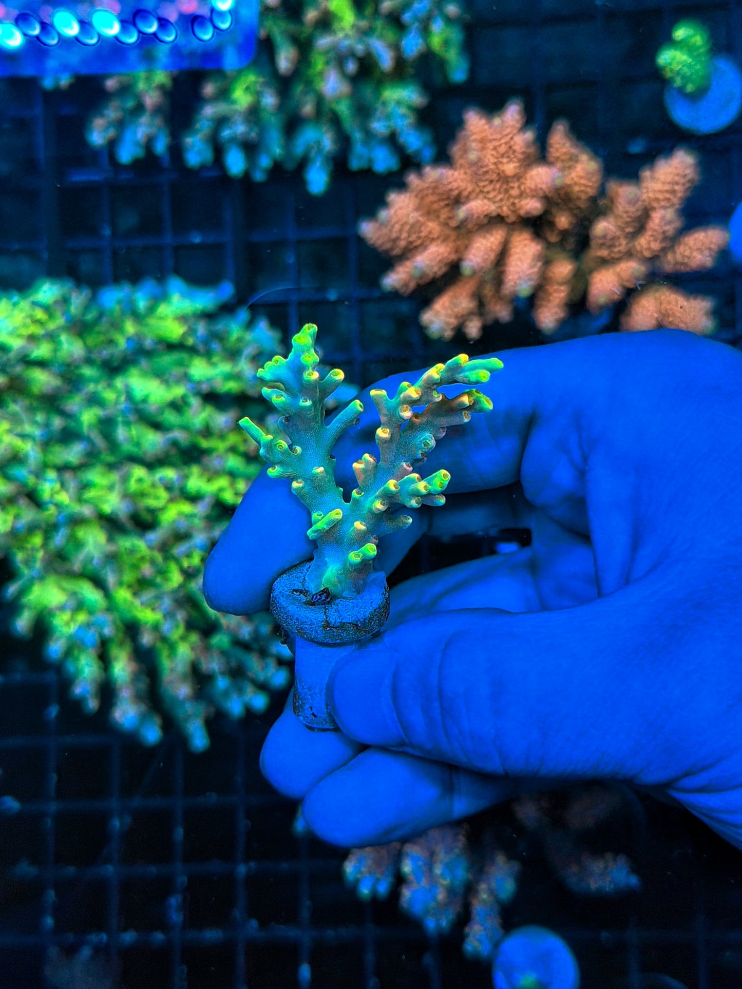 encrusted Speciosa frag