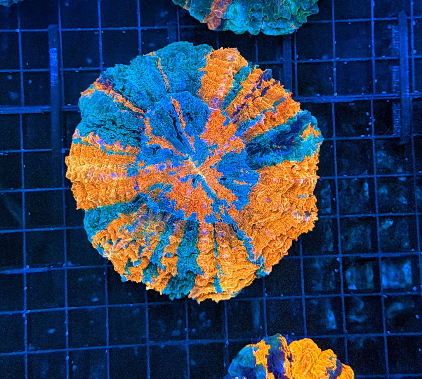 Ultra Acantho