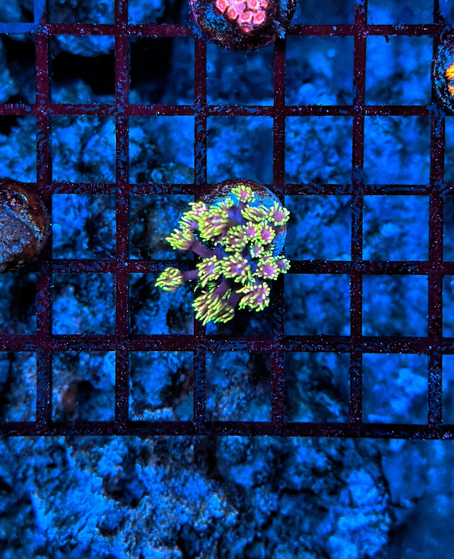 Rainbow goni frag