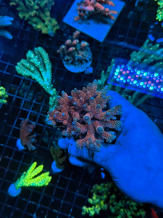 Milli colony