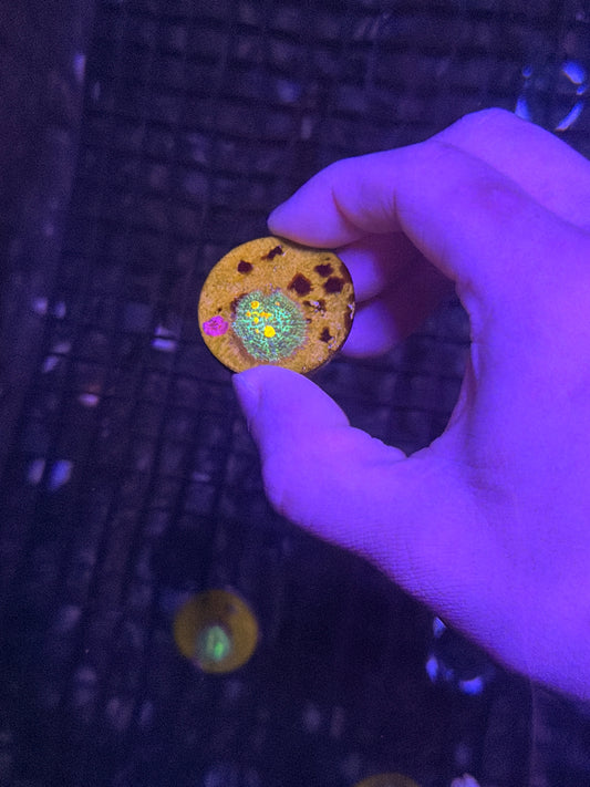 Og Bounce