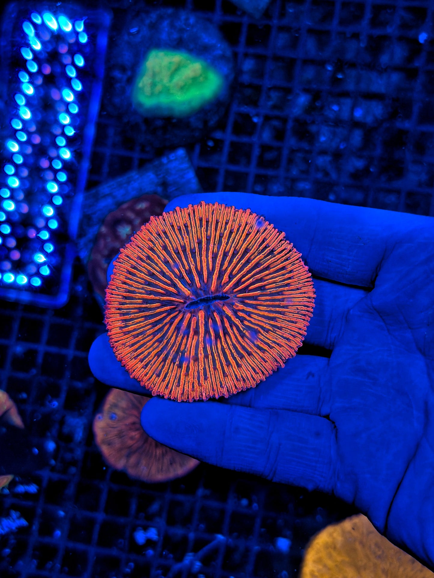 Ultra rainbow plate coral
