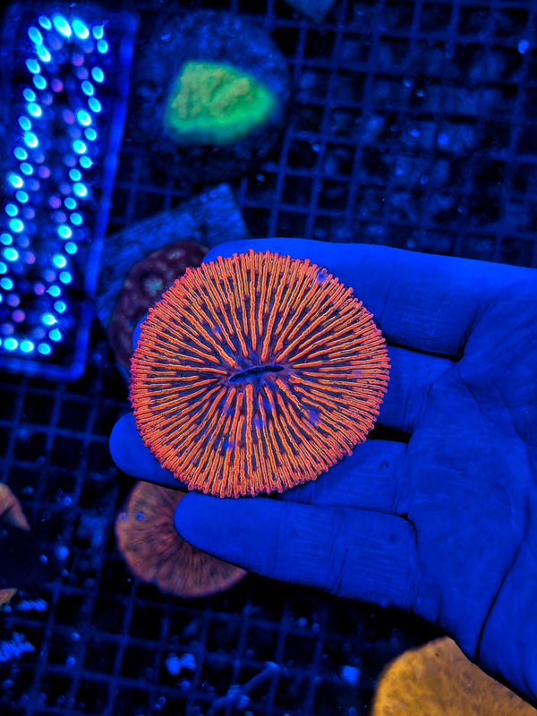 Ultra rainbow plate coral