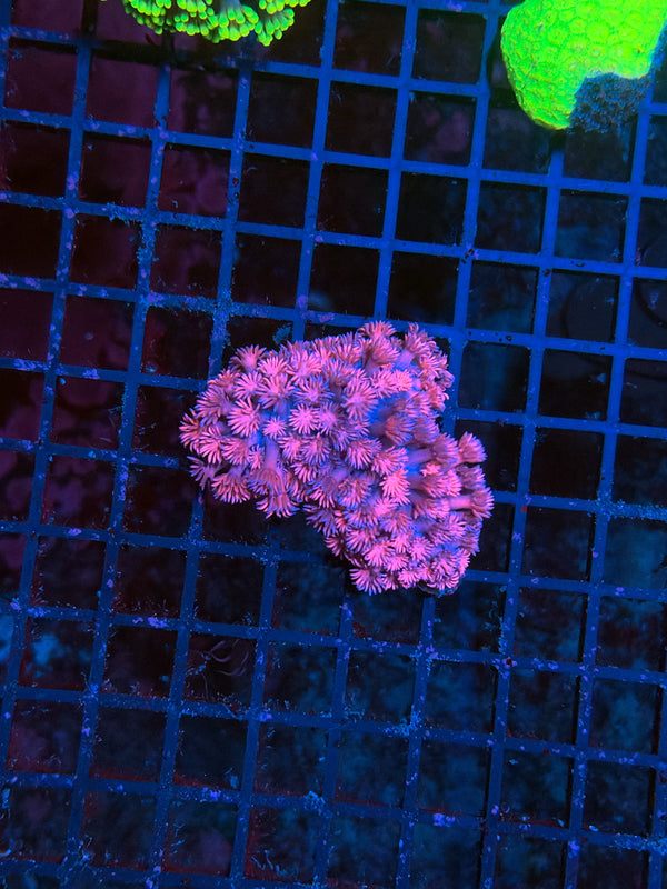 Goniopora