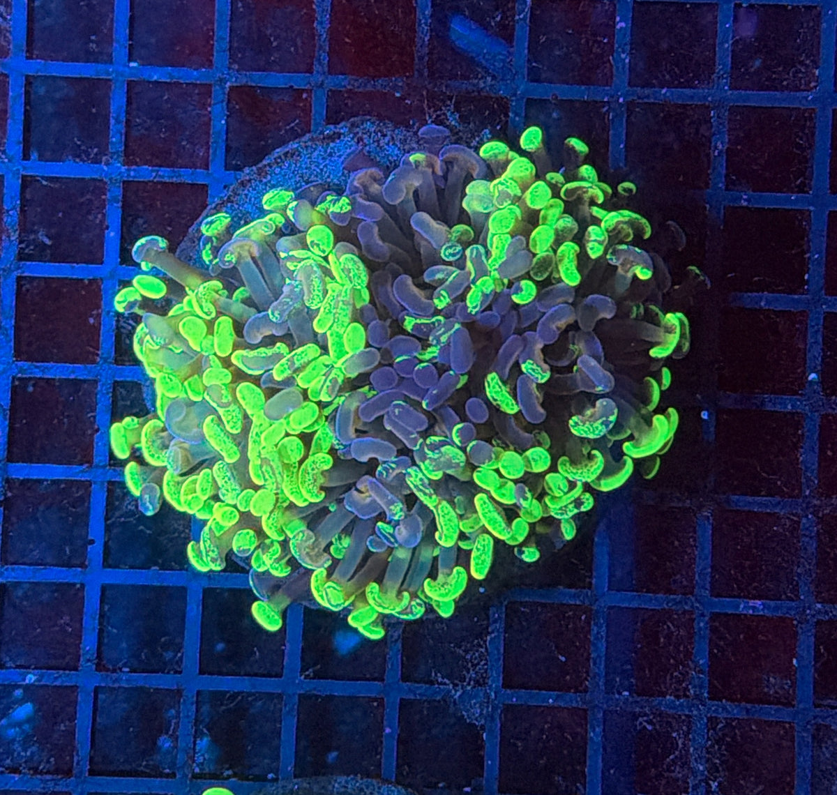 Toxic splatter hammer S