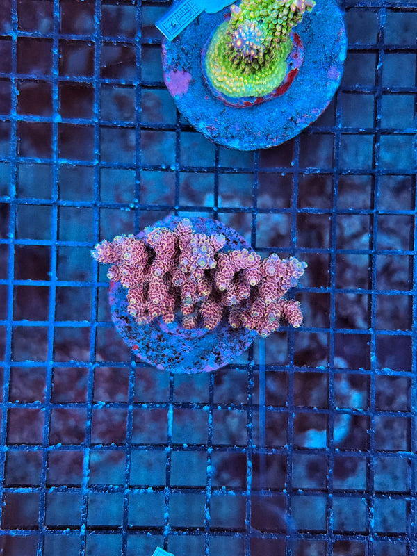 Indo Premium acro