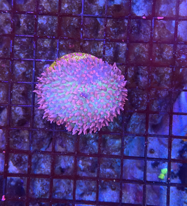 Pink carpet mushroom